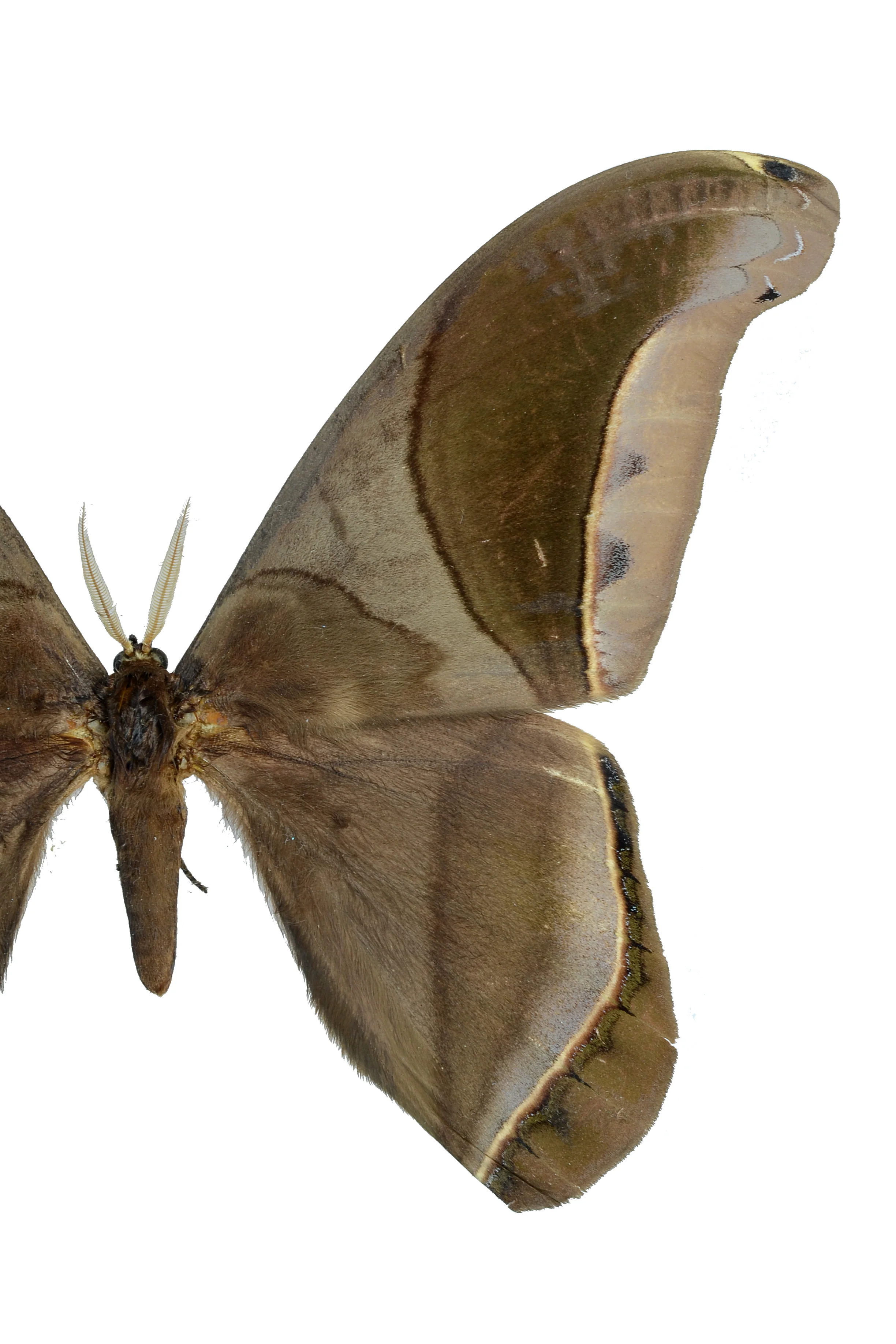 Rhescyntis hippodamia - Image 3