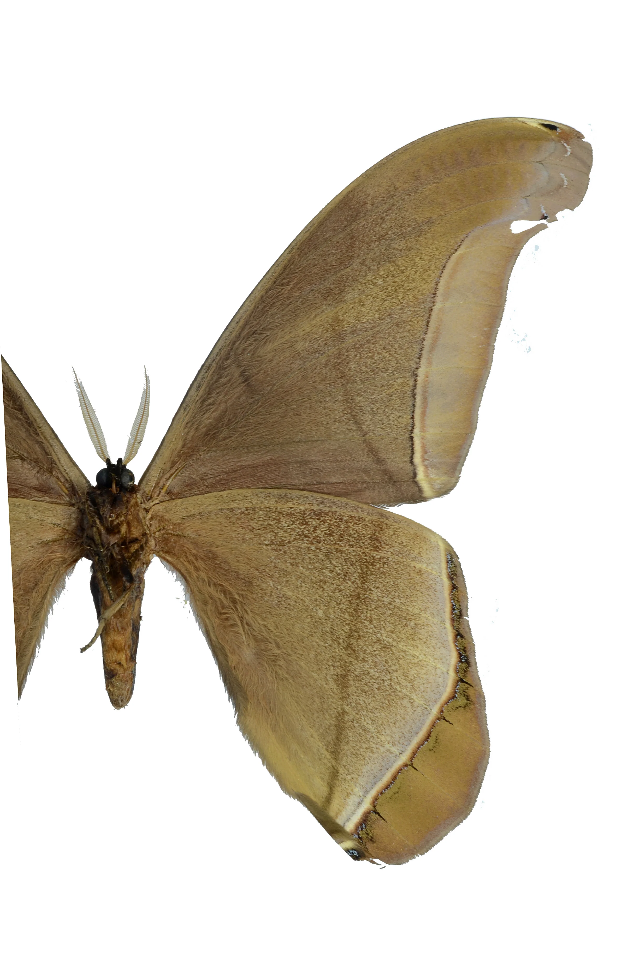 Rhescyntis hippodamia - Image 4