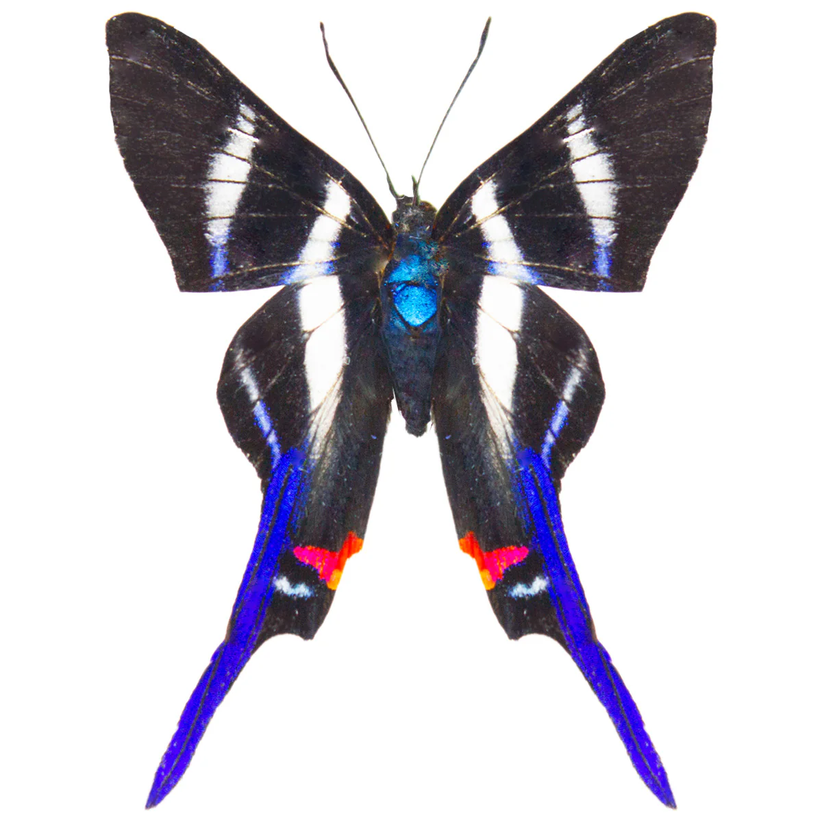 Rhetus arcius