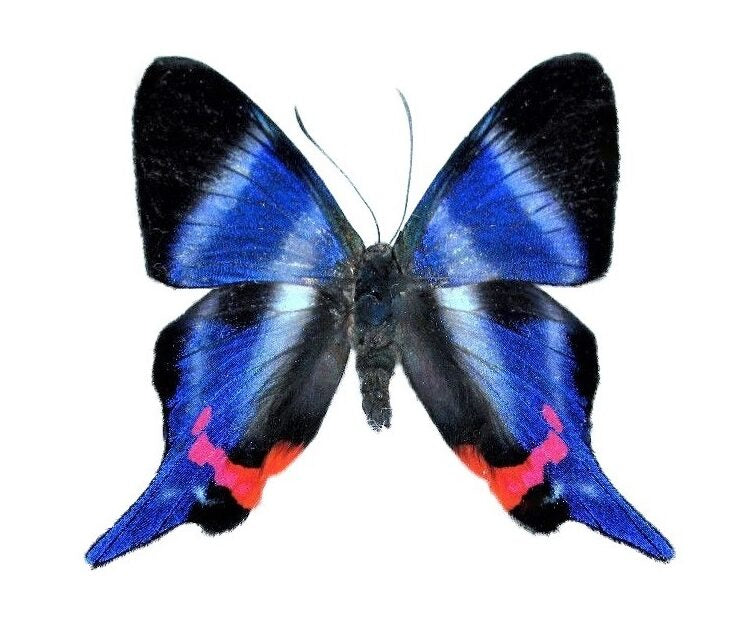 Rhetus dysoni