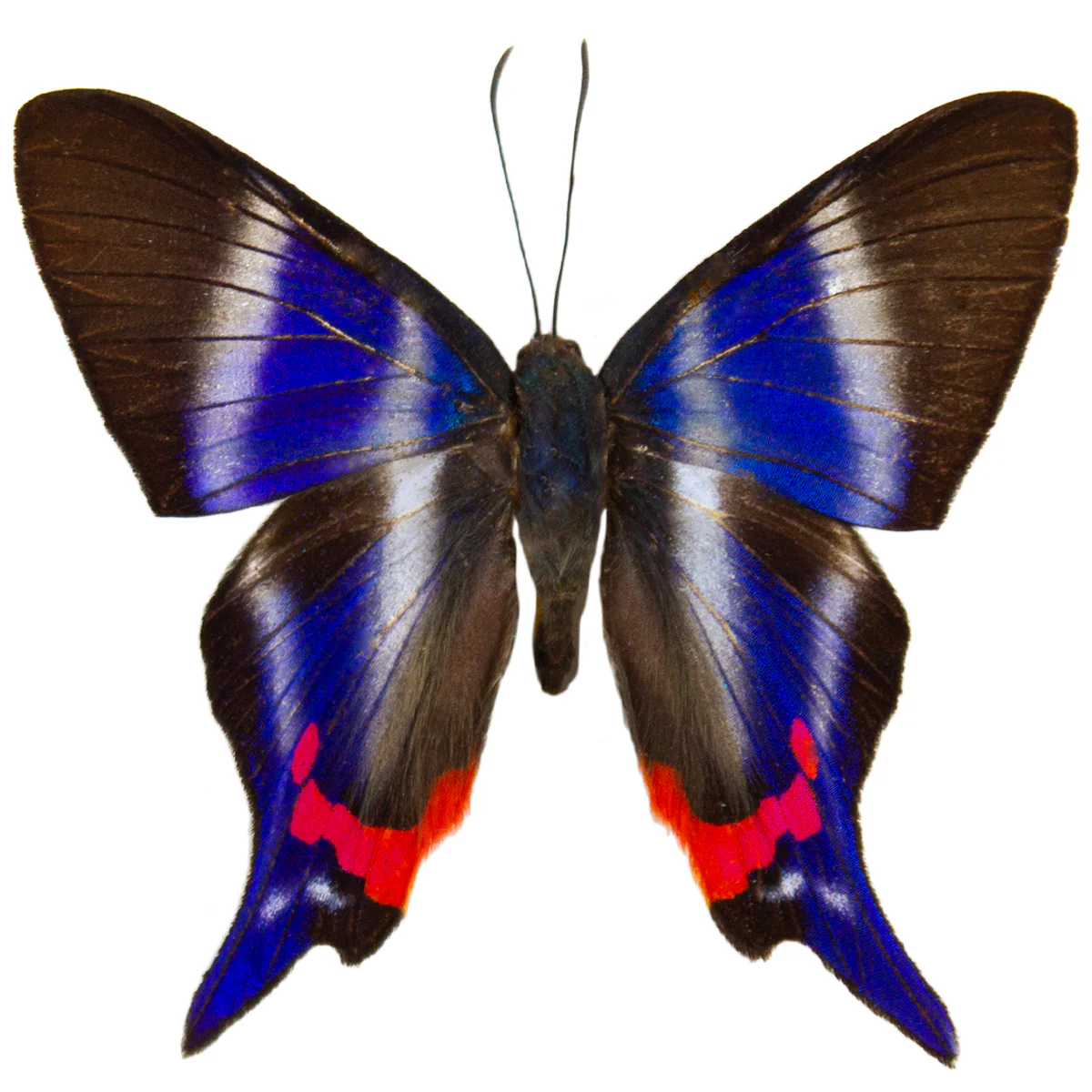 Rhetus periander