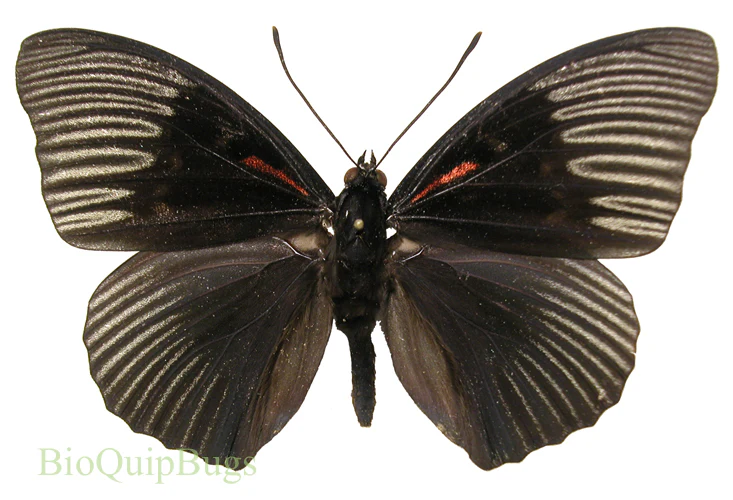 Sasakia funebris