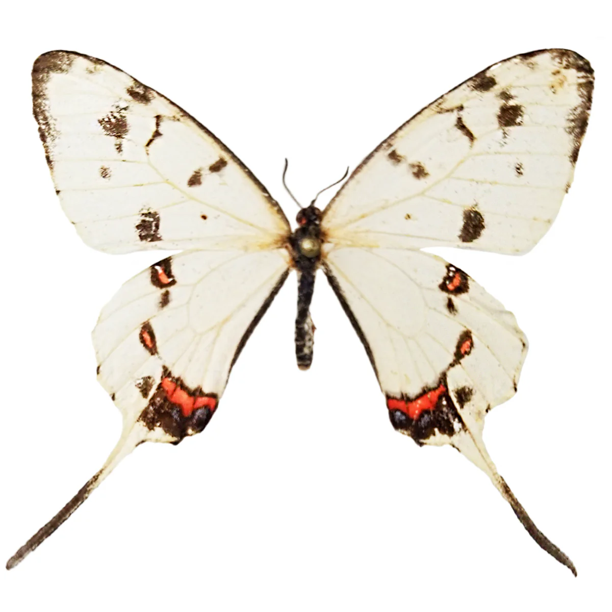 Sercinus montela PAIR