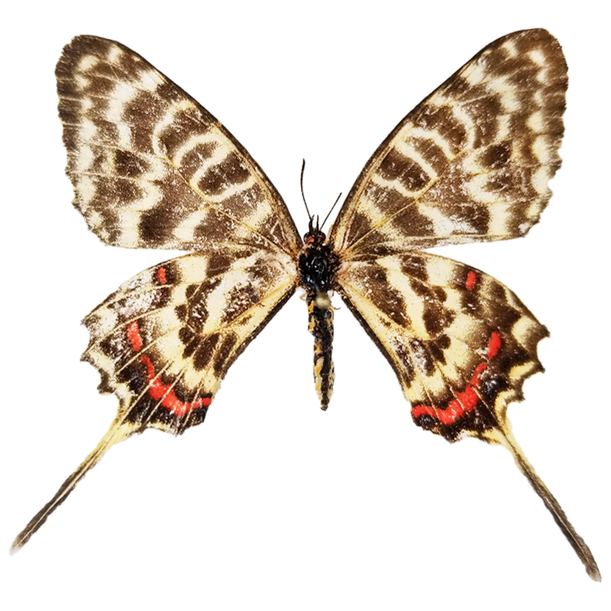 Sercinus montela PAIR - Image 2