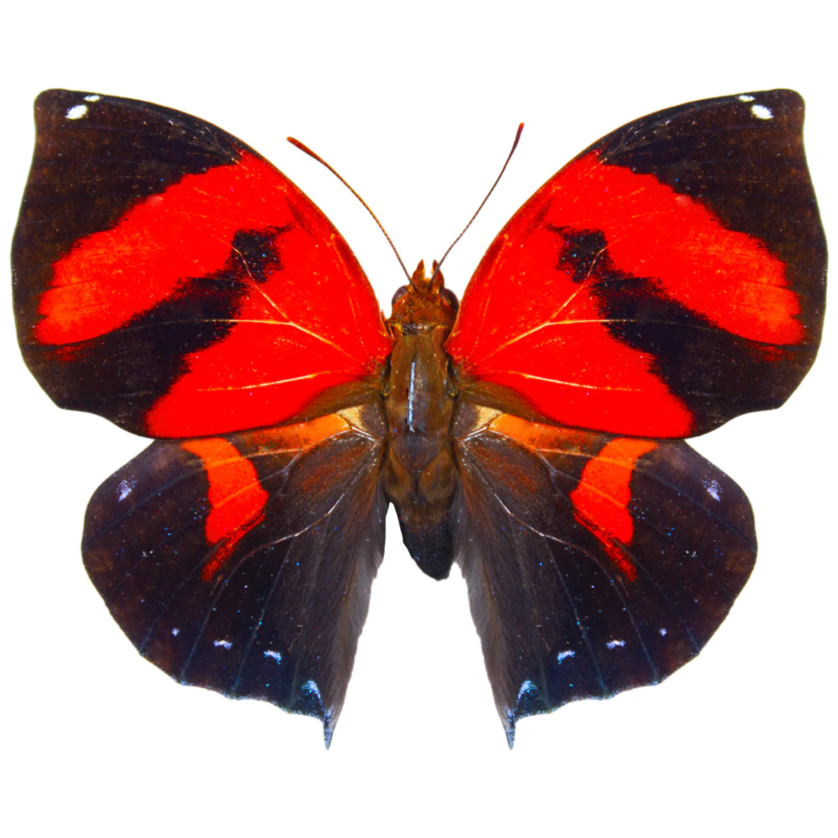 Siderone marthesia