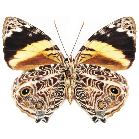 Smyrna blomfildia blomfildia