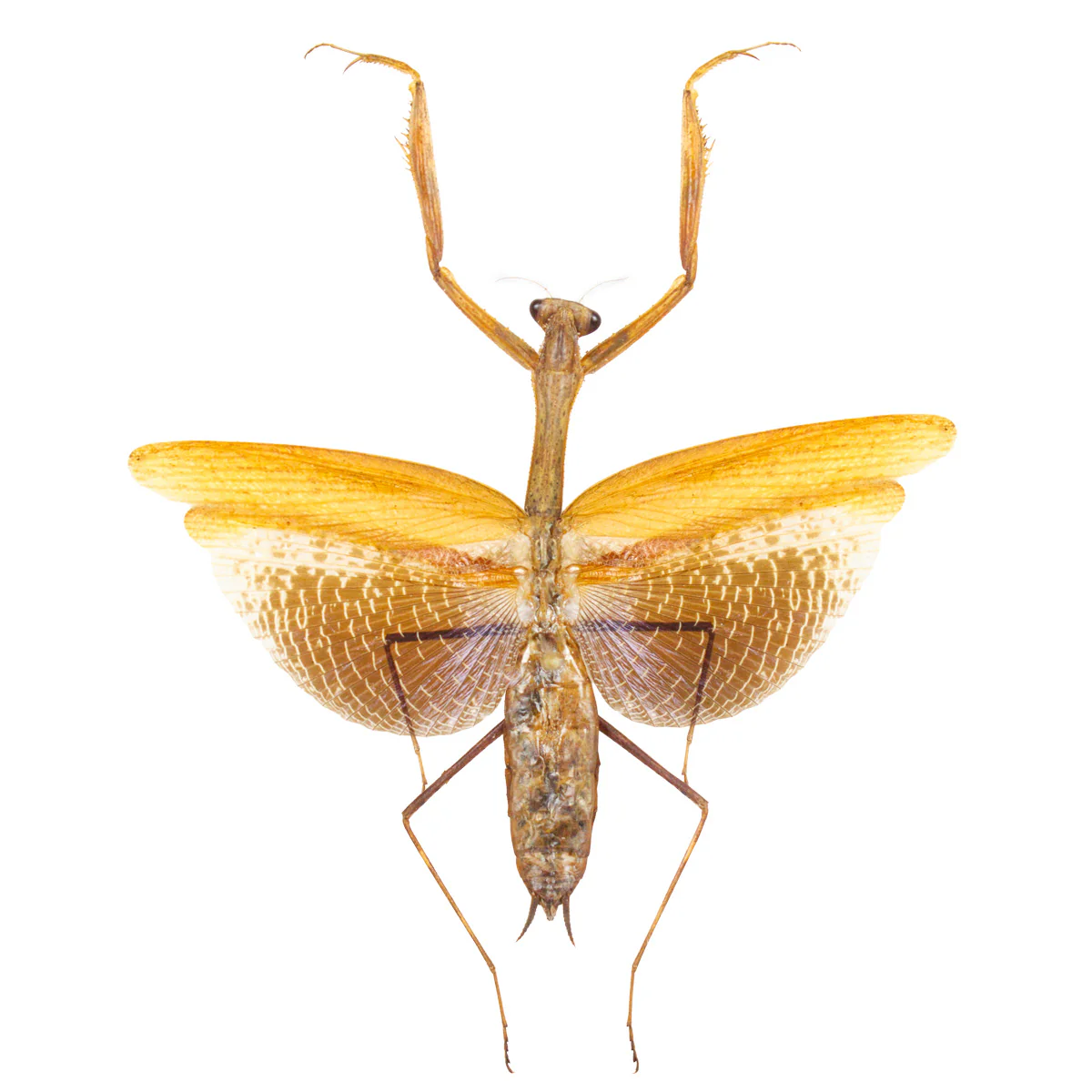 Statilia maculata