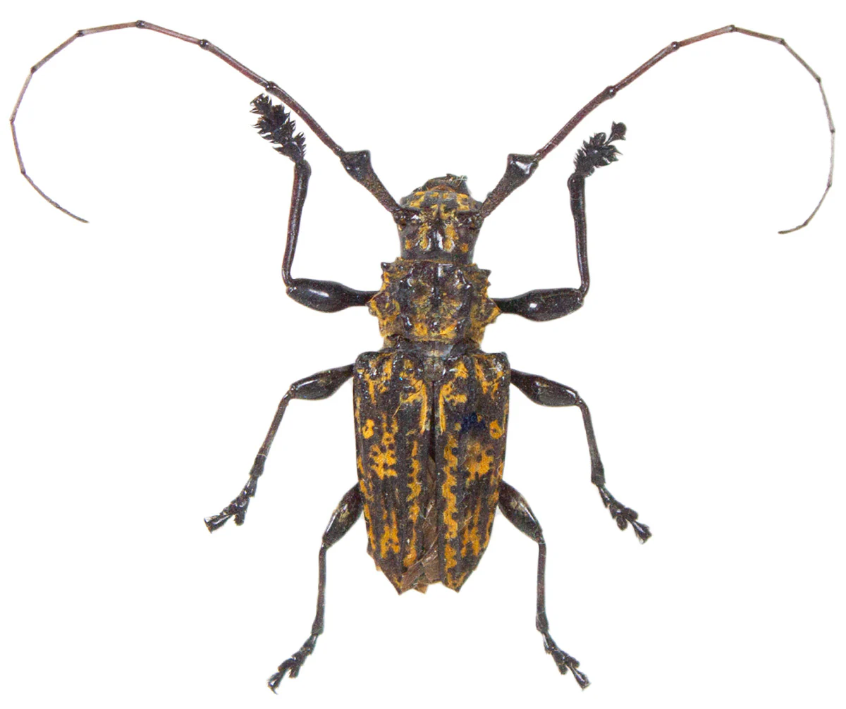 Steirastoma histrionicum