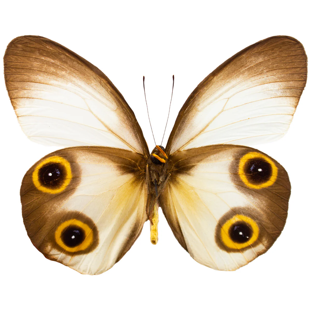 Taenaris scylla ssp.