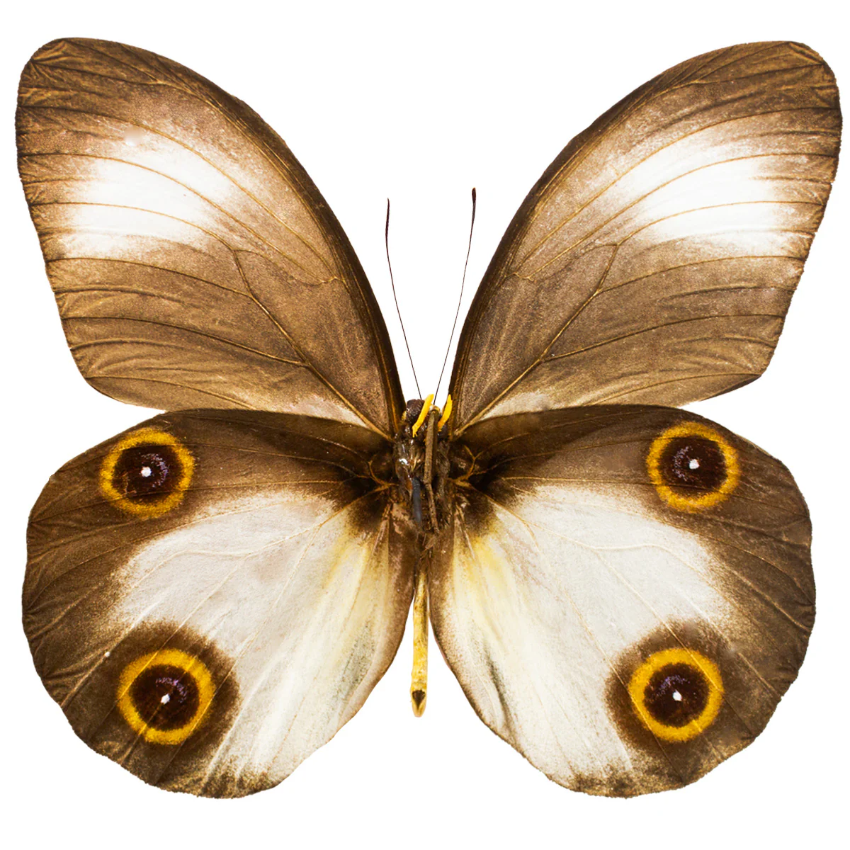 Taenaris scylla ssp. - Image 2