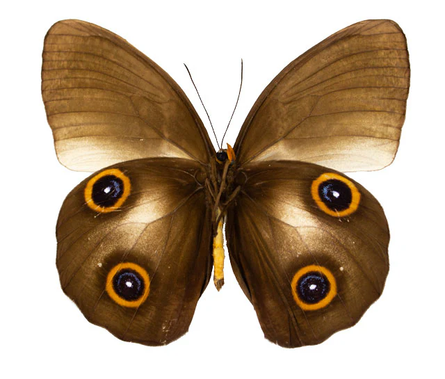 Taenaris scylla ssp. - Image 3