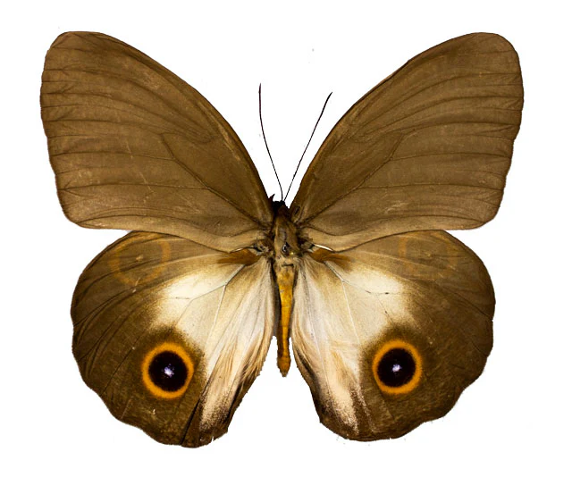 Taenaris scylla ssp. - Image 4