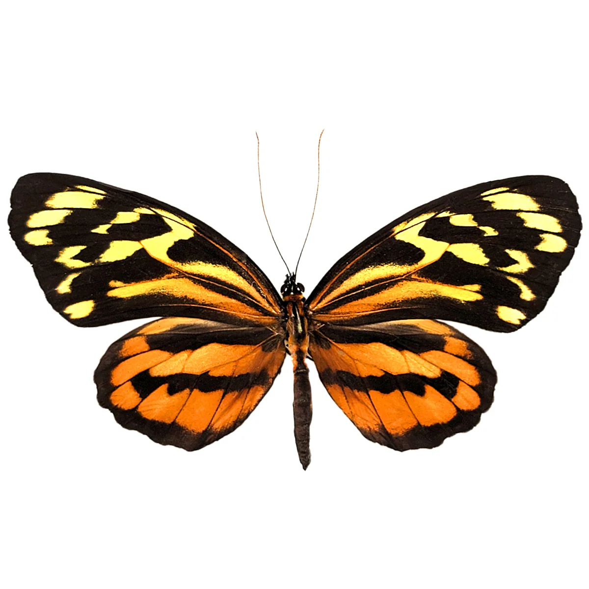 Tithorea harmonia