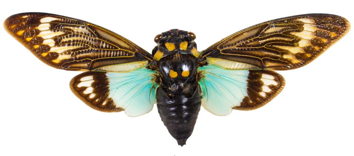 Tosena splendida