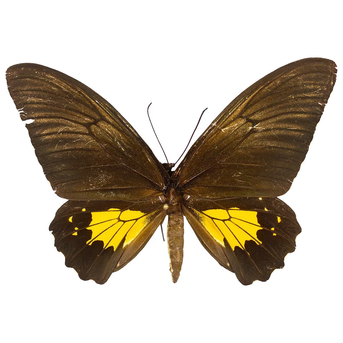 Troides oblongomaculatus ssp. papuensis FEMALE