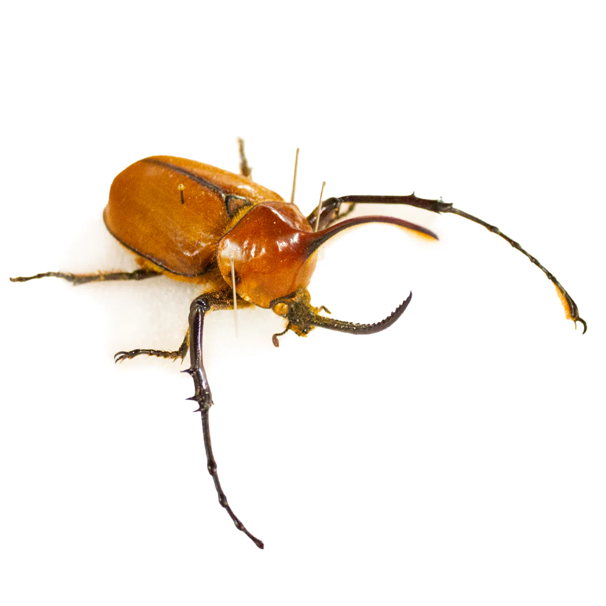 True Bugs, Beetles & Arachnid Scientific Collection Case - Image 2