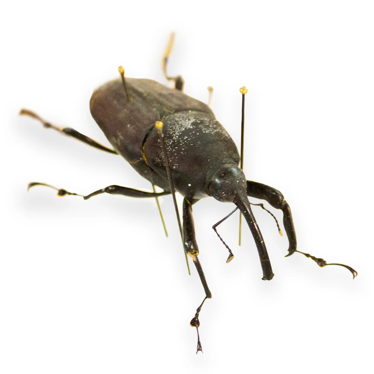 True Bugs, Beetles & Arachnid Scientific Collection Case - Image 3