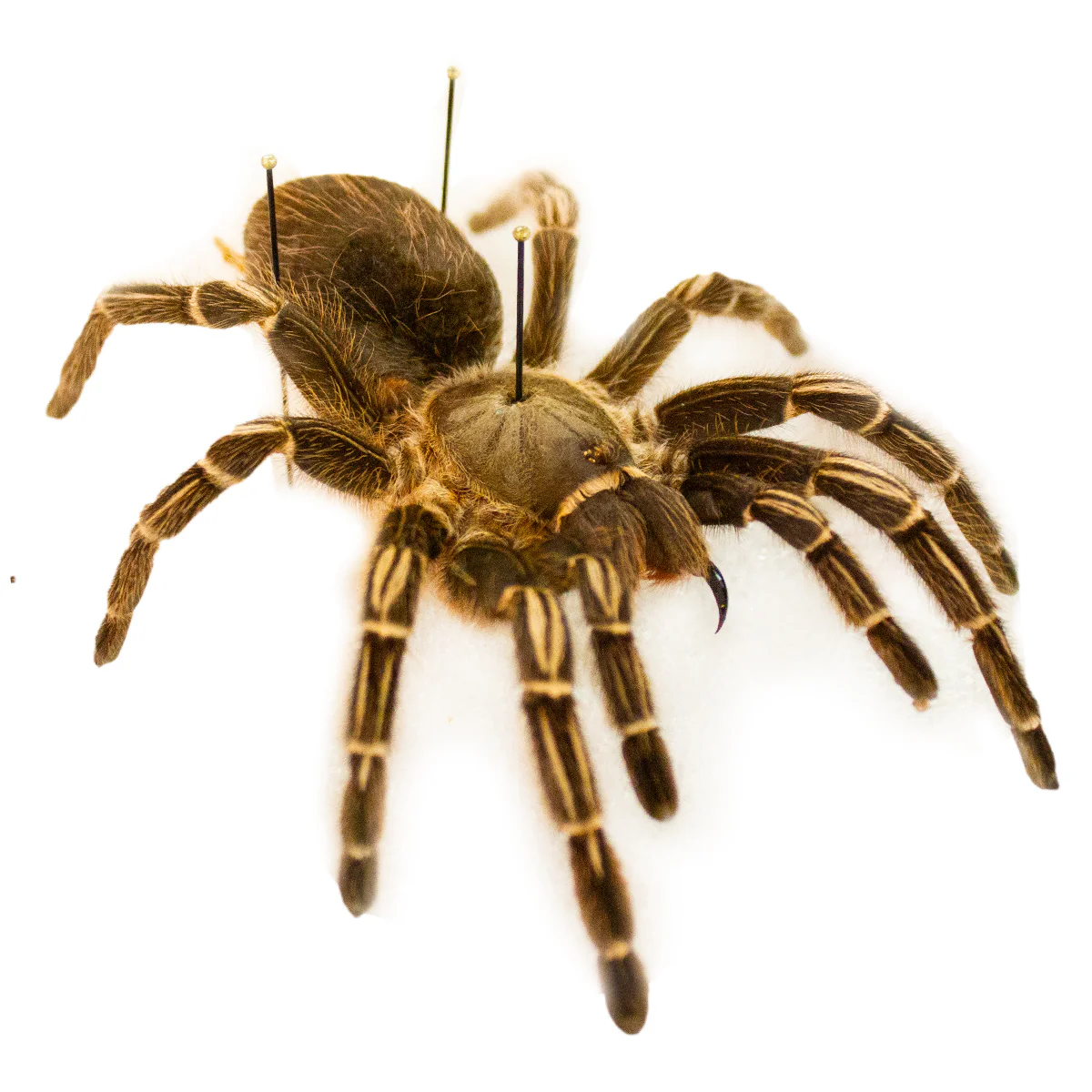 True Bugs, Beetles & Arachnid Scientific Collection Case - Image 4