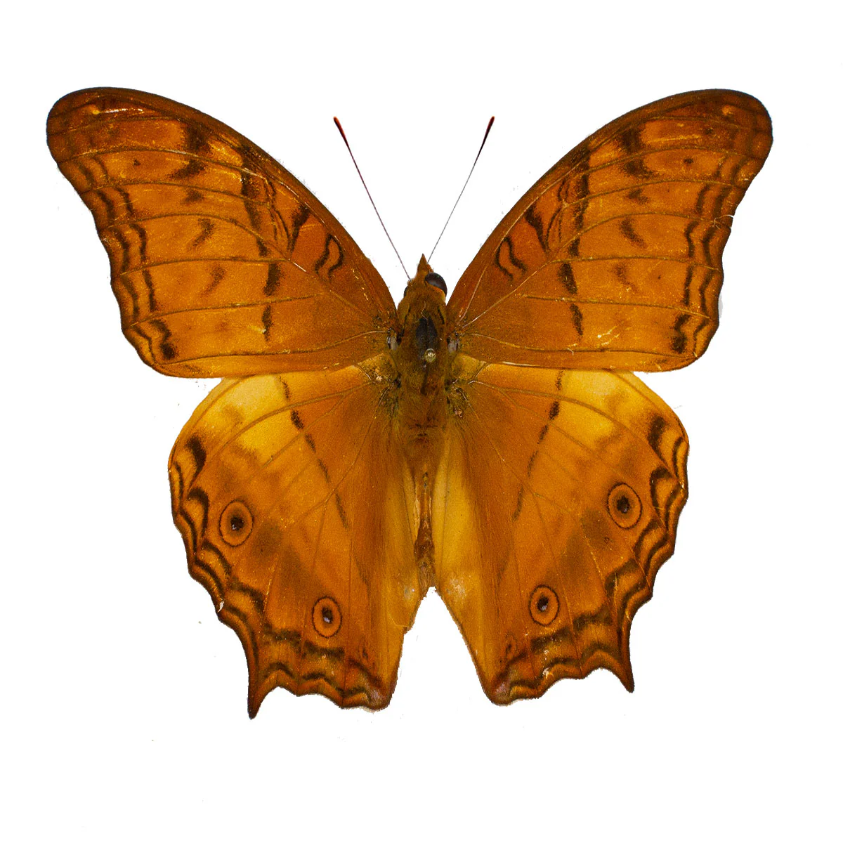 Vindula erota
