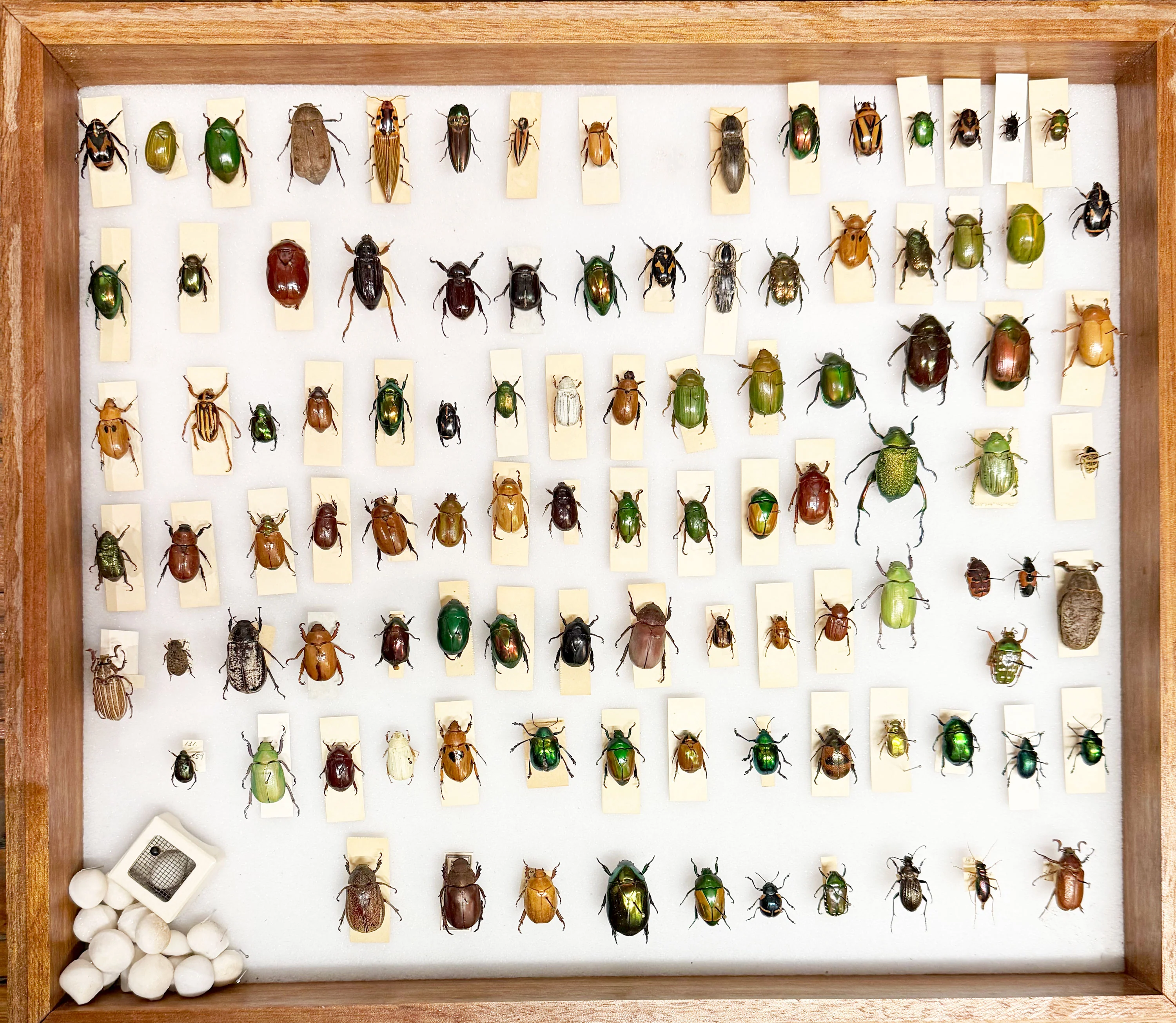 Worldwide Beetle Scientific Collection Case 1