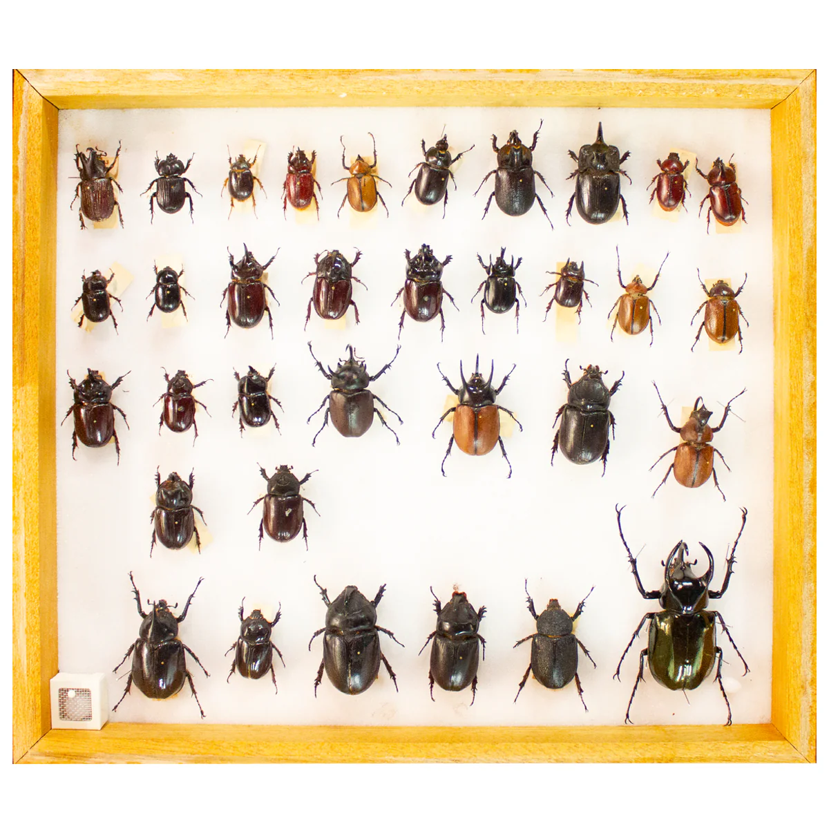 Worldwide Beetle Scientific Collection Case