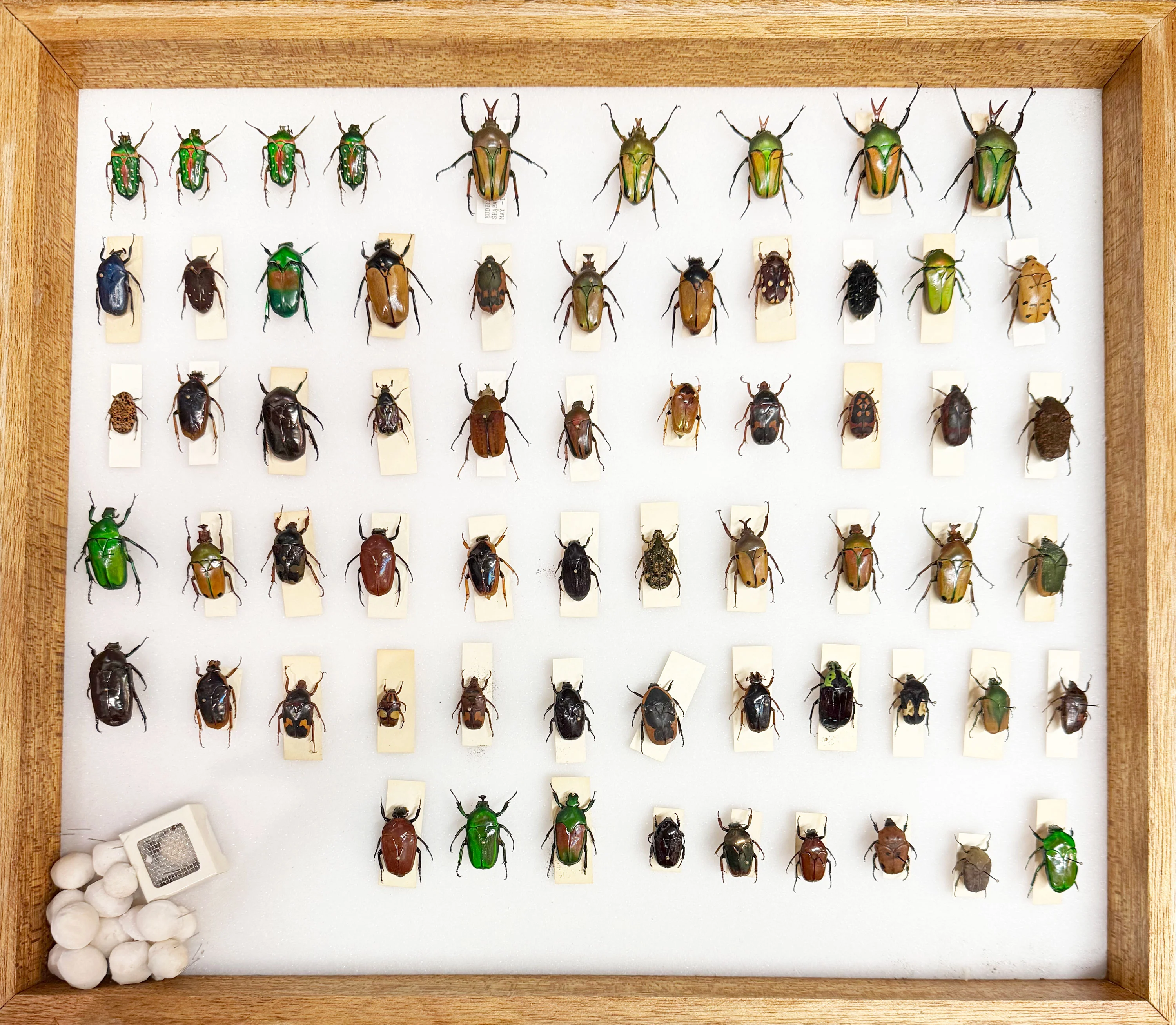Worldwide Beetle Scientific Collection Case 2