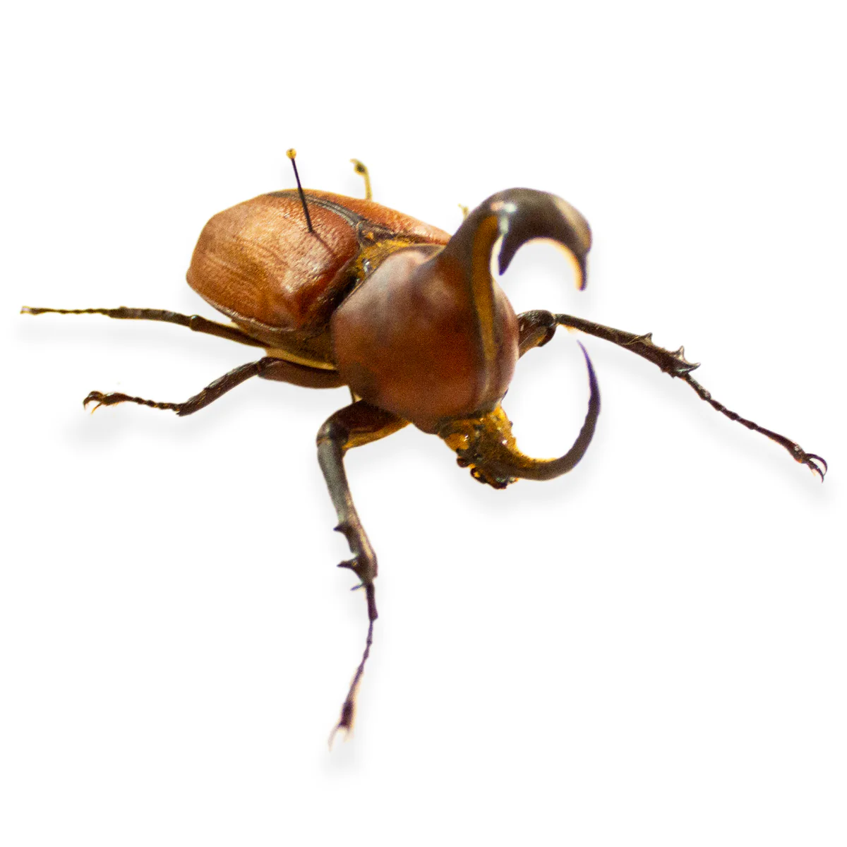 Worldwide Beetle Scientific Collection Case - Image 2