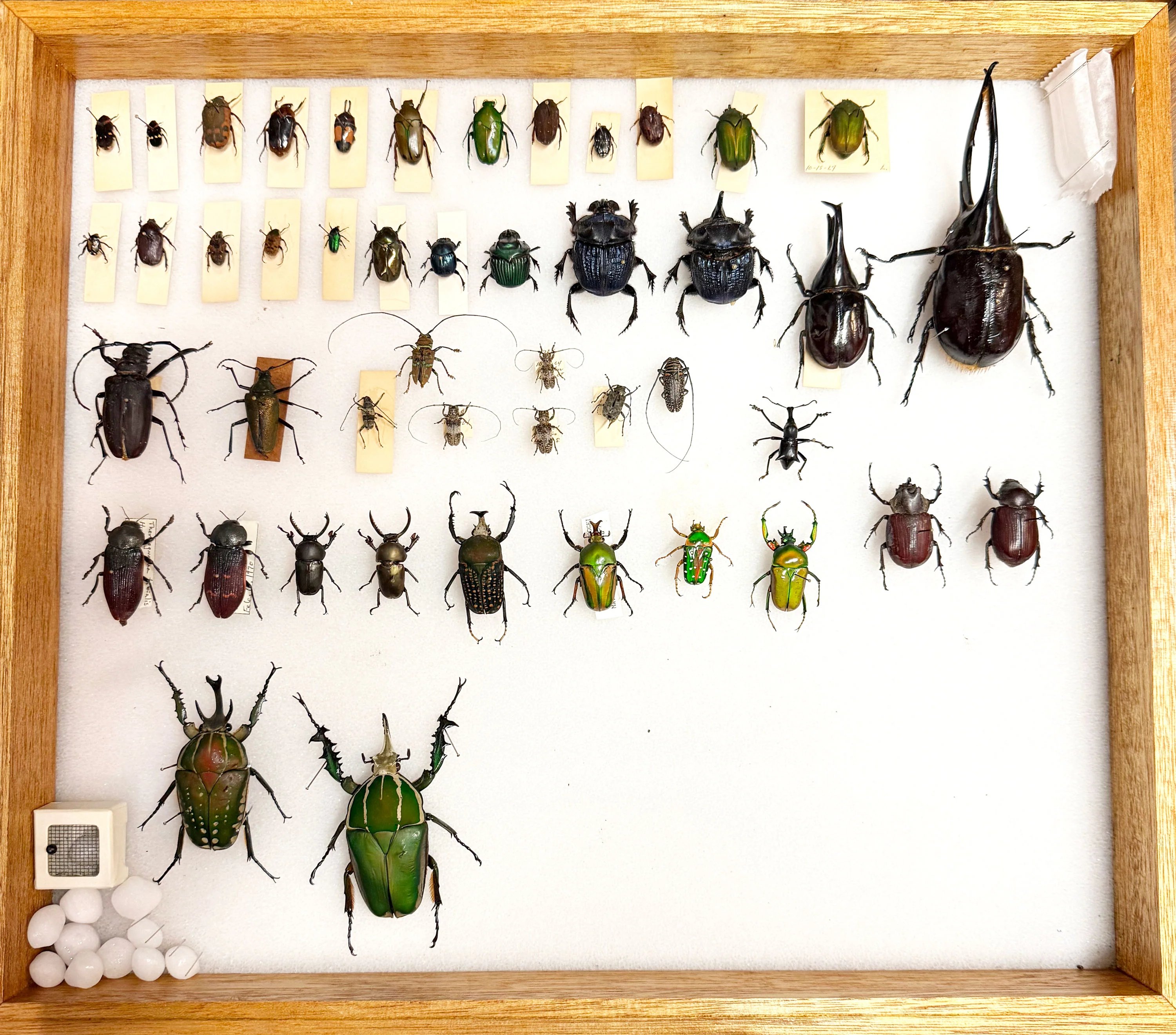 Worldwide Beetle Scientific Collection Case 3