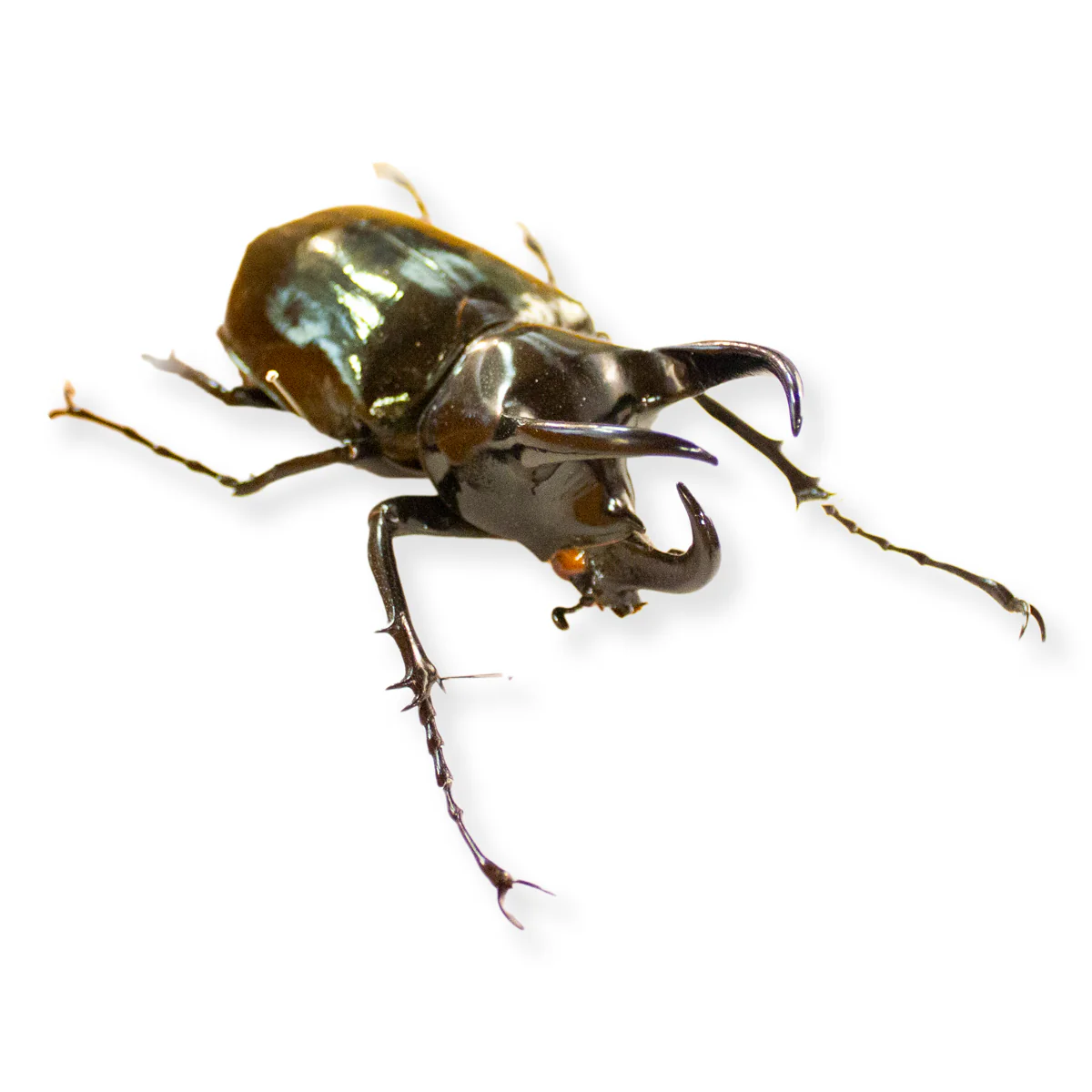 Worldwide Beetle Scientific Collection Case - Image 3