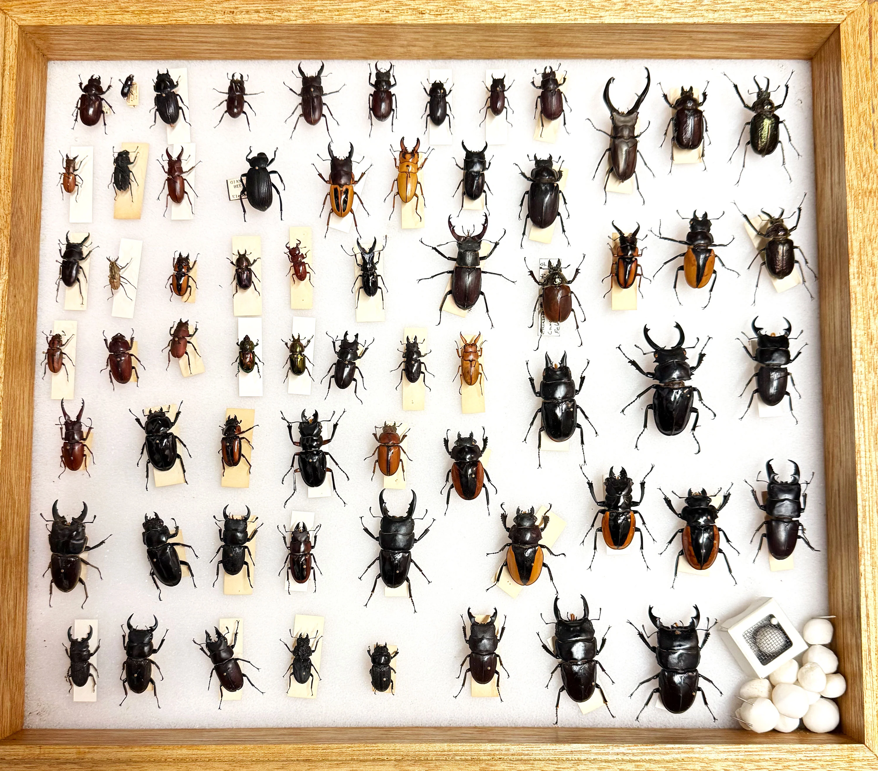 Worldwide Beetle Scientific Collection Case 4