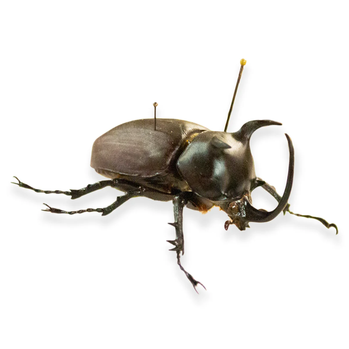 Worldwide Beetle Scientific Collection Case - Image 4