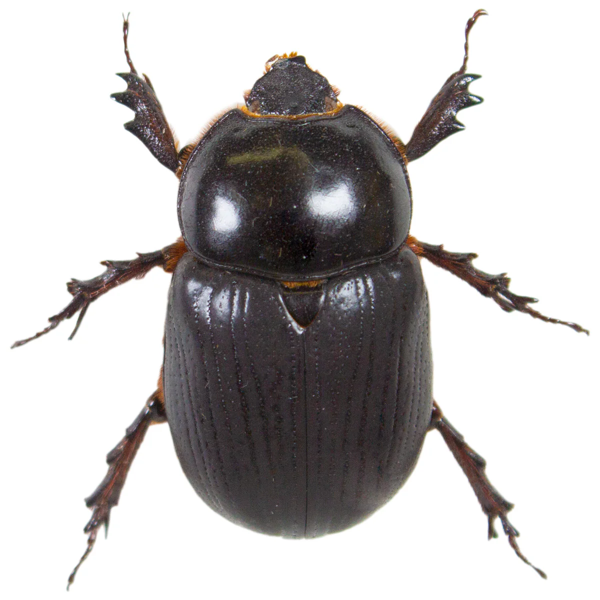 Xyloryctes thestalus PAIR - Image 3